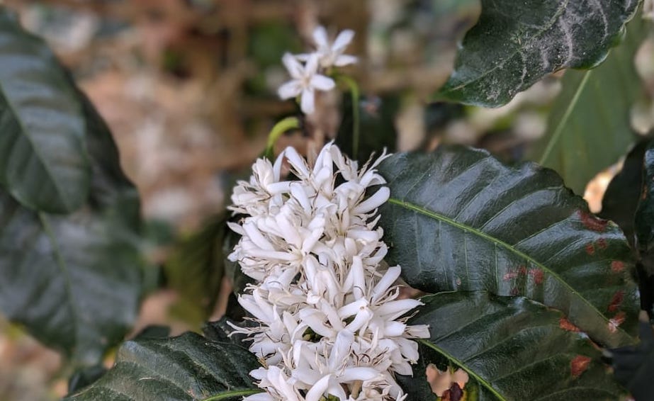 Fortunes of the Land Restored