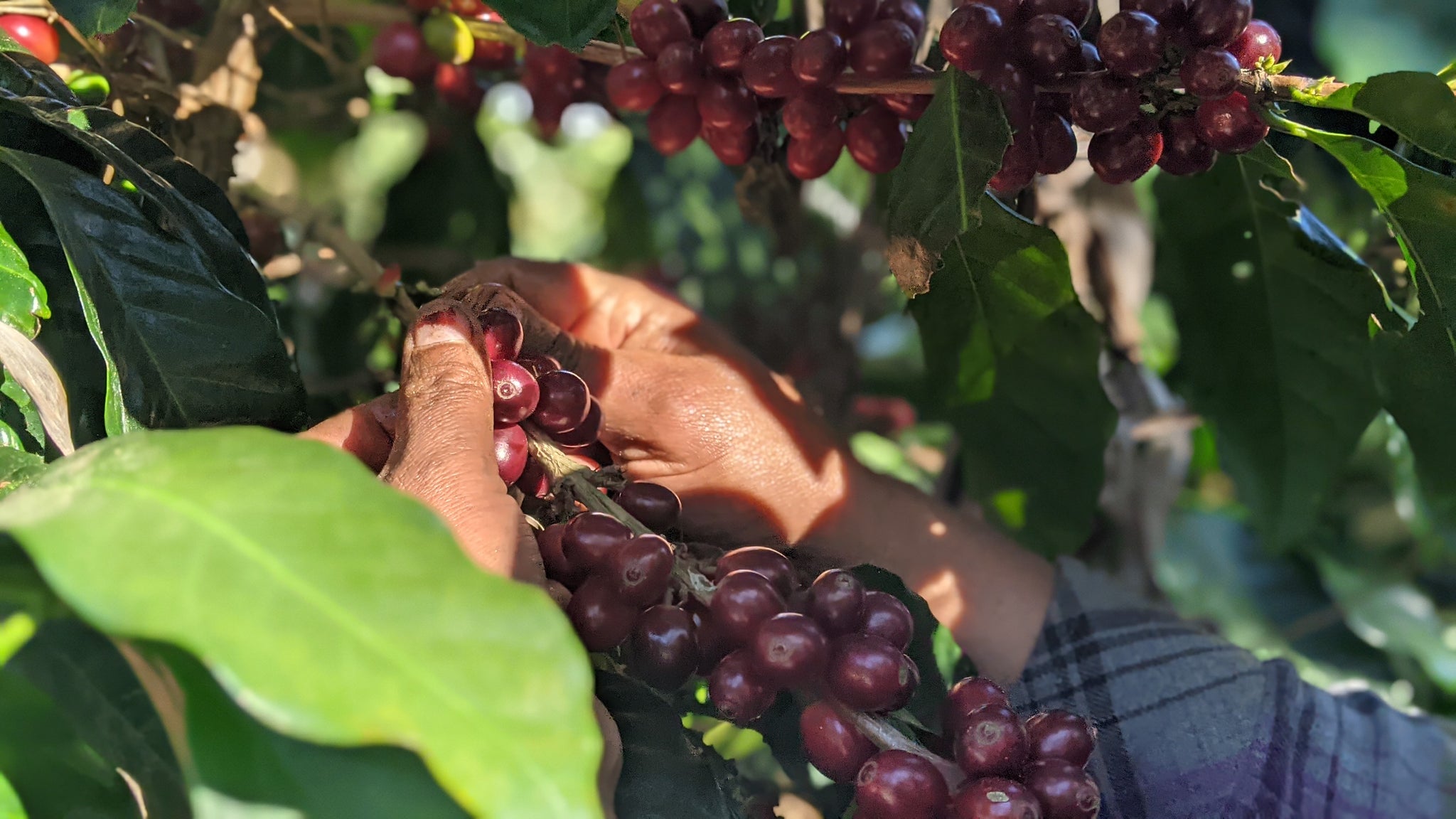 From Field to Family: A Story of Perseverance