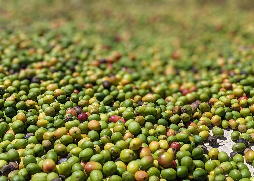 The Last Day of Picking