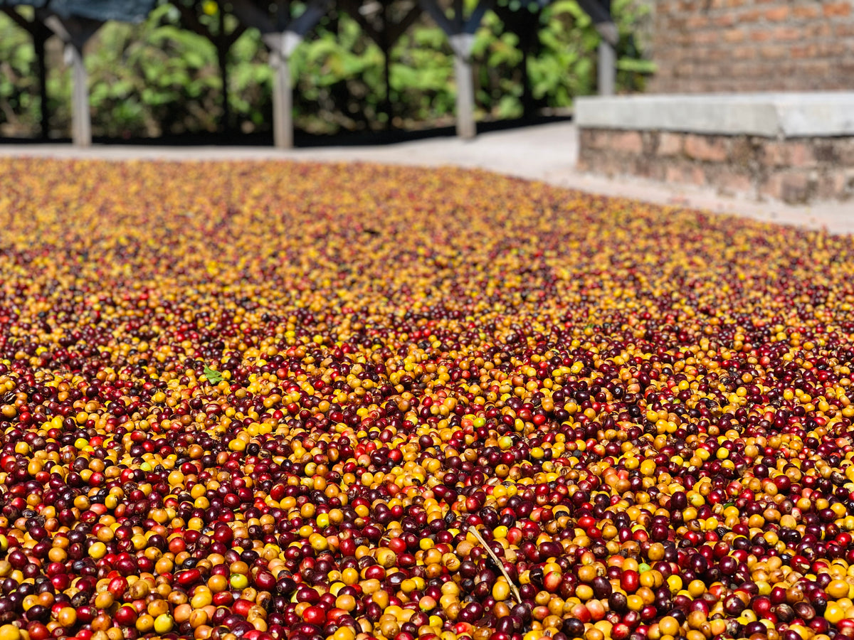 Exploring the Richness of Honduran Coffee: Unveiling Caturra and Catim ...