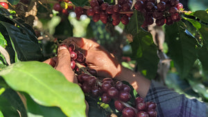 From Field to Family: A Story of Perseverance