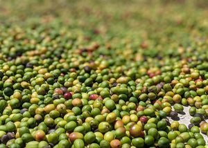 The Last Day of Picking